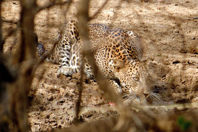 Yala National Park Private Safari - Considerations for Participants