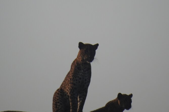 Yala National Park Special Leopard Safari Tour - Customer Reviews and Testimonials