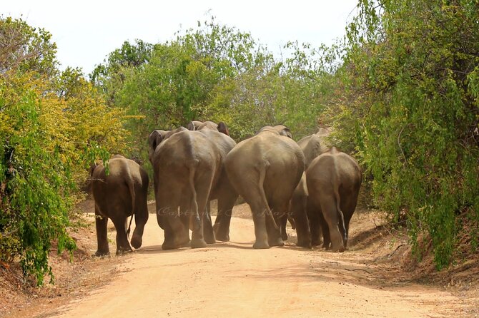 Yala Safari Private Day Tours in Yala National Park - Safari Experience and Guides