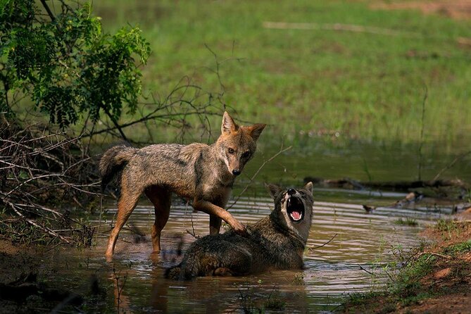 Yala Safari Tours From Yala/Thissamaharamaya/Hambantota - Customer Reviews and Testimonials