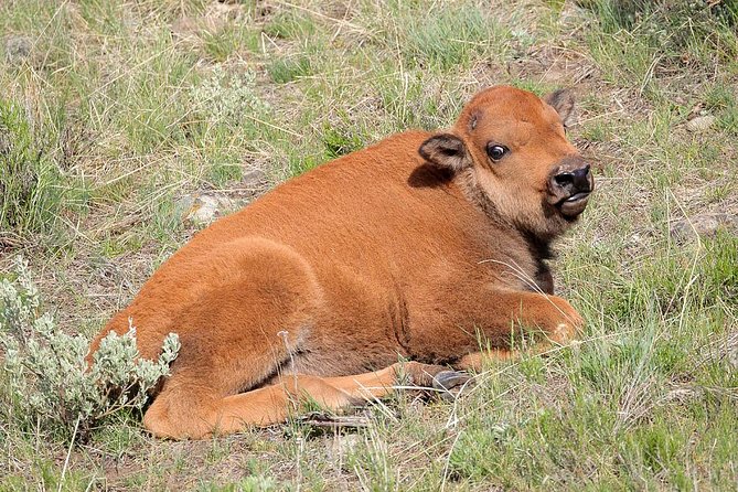 Yellowstone Lower Loop Guided Tour From Cody, Wyoming - What to Expect on Tour