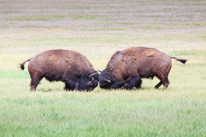 Yellowstone Wildlife Safari From Bozeman - Private Tour - Cancellation Policies
