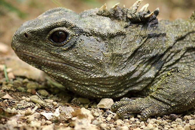 Zealandia - Twilight Guided Eco Wildlife Tour - Reviews and Ratings