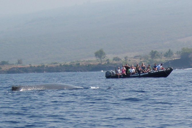 Zodiac Raft Whale Watching Adventure - Booking and Pricing Details