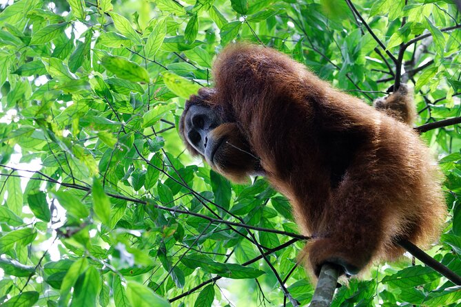 7 Days 6 Nights North Sumatra Tour (Bukit Lawang-Berastagi-Lake Toba) - Key Points