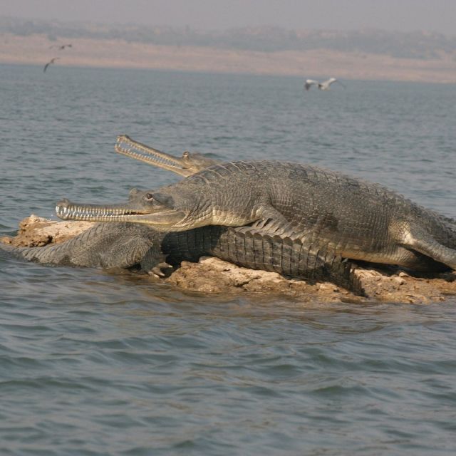 7 Days Golden Triangle Tour With Chambal Safari - Key Points