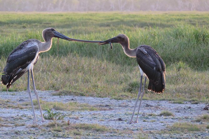 1 Day Corroboree Billabong Wetland Experience Including 2.5 Hour Cruise + Lunch - Booking Information