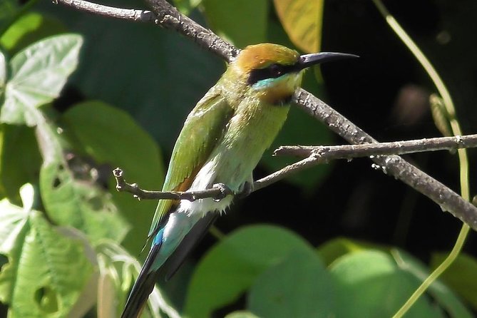 1-Hour Daintree River Wildlife Cruise - Booking and Tour Availability