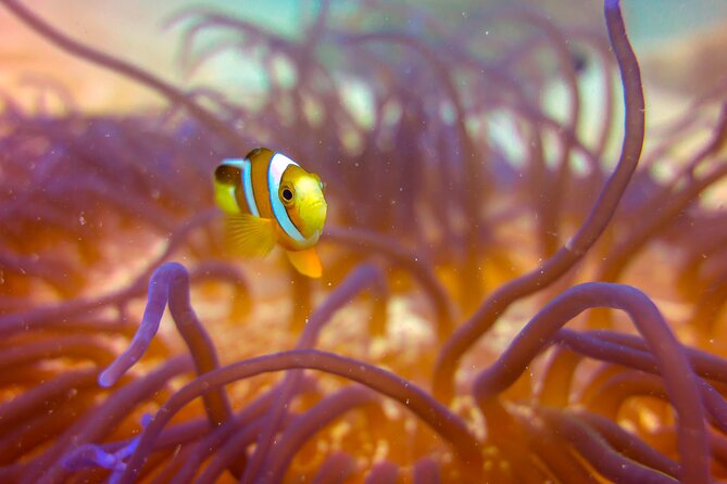 (2 Dives) Discover Scuba Diving Kota Kinabalu - Tips for Your Diving Adventure