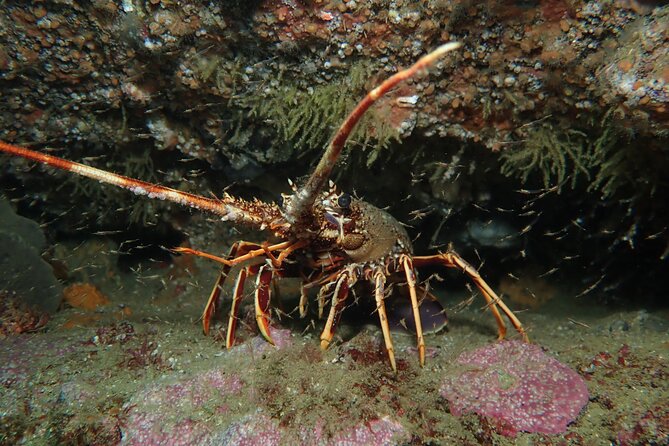2 Dives Trip - Meeting and Pickup