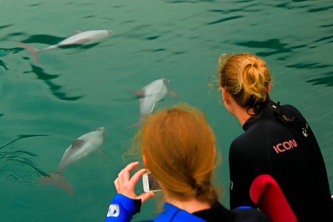 2 Hour Dolphin Viewing Eco-Tour From Picton - Booking Information