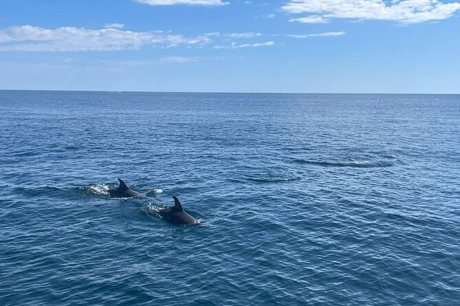 2-Hour Excursion in Search of Dolphins/Drinks and Snacks - Additional Information