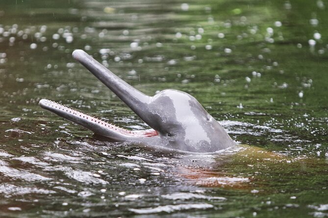 3-Day All Inclusive Guided Jungle Tour From Iquitos at Maniti Eco-Lodge - Booking and Pricing Details