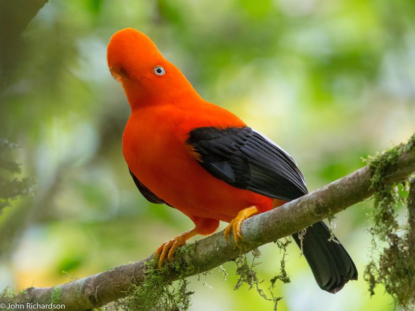 4 Days Manu Rainforest Tour - Manu Cloud Forest