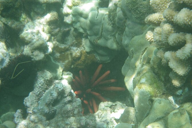 4-hour Kailua-Kona Ocean Kayak and Snorkel Tour - Tips for Participants