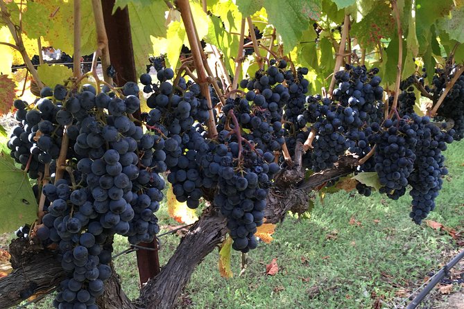 6 Hour Napa or Sonoma Valley Wine Tour by Private SUV - Tips for a Great Experience