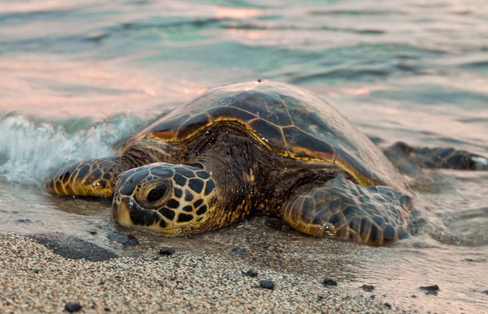 .Acapulco: Baby Turtle Release Tres Palos Lagoon Eco W/Lunch - Exploring Mangrove Tunnels and Floating Gardens