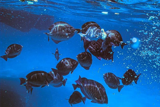 Adults Only Aruba Catalina Bay Small-Group Snorkel Sunset Sail - Booking Information
