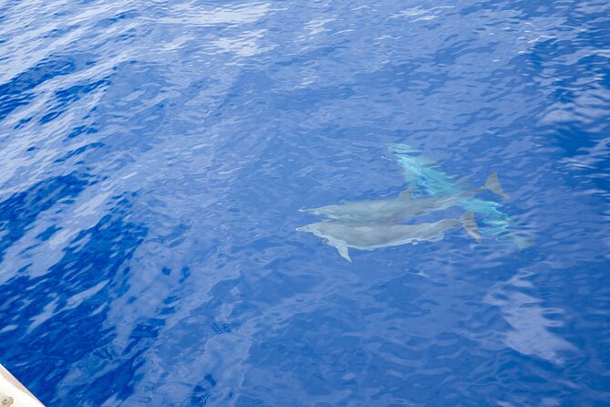 Afternoon Honu Hawaiian Green Sea and Dolphin Snorkel and Sail - Booking Information