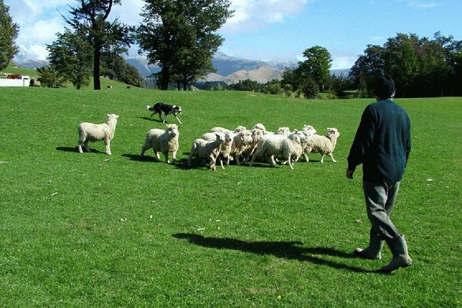 Akaroa Shore Excursion: Banks Peninsula, Christchurch City Tour and Sheep Farm Tour - Tips for Travelers