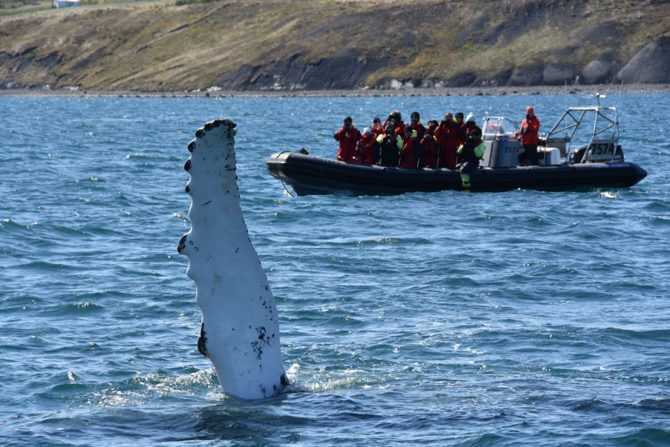 Akureyri: 2–Hour Whale Watching Express by RIB Speedboat - What to Bring