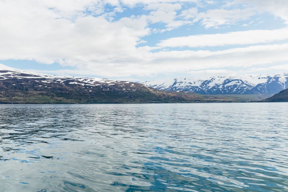 Akureyri: 3-Hour Classic Whale Watching Tour - Tips for a Great Experience