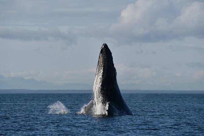Alaska Whale Watching With Bonus Drone Viewing of Whales - Important Booking Information