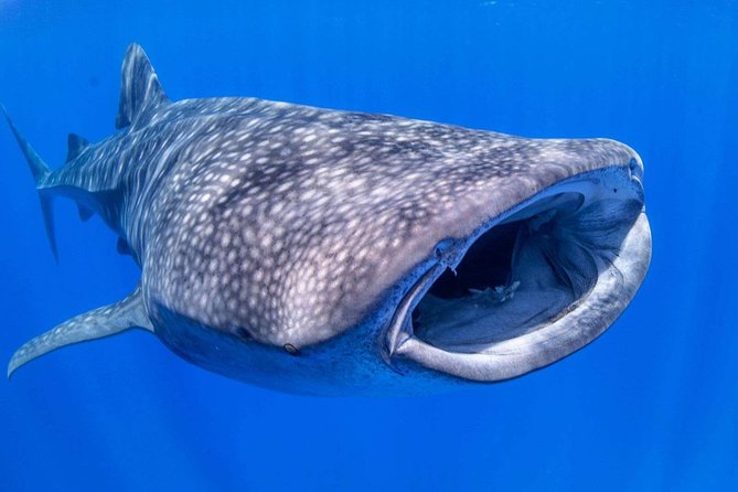 Alii VIP Whale Tour - Wildlife Sightings and Experience