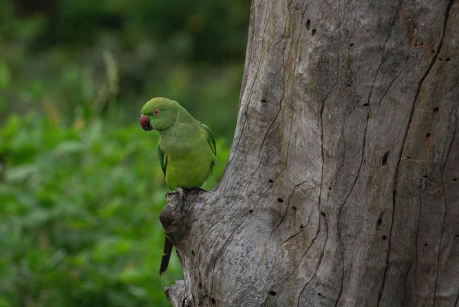 All Inclusive Yala National Park Jeep Safari From Colombo - Tips for a Great Experience