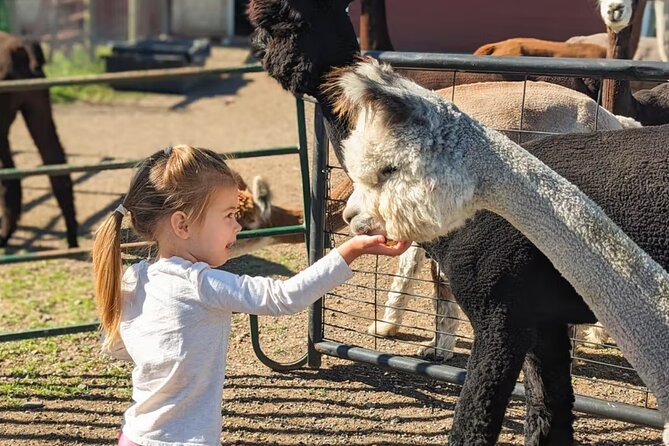Alpaca and Llama Farm Tour - Sustainable Farming Practices
