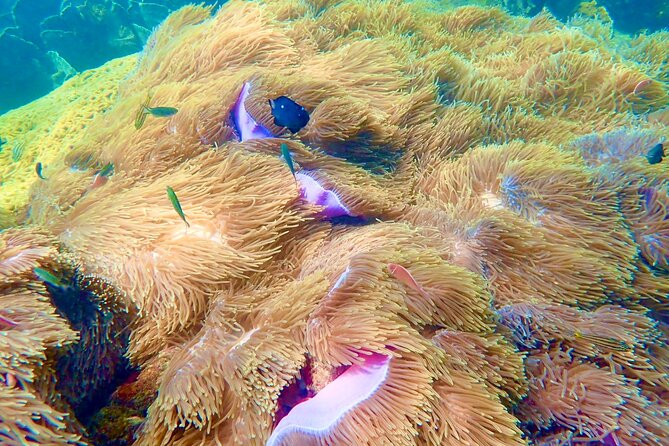 Amazing Private Snorkeling Tour in an Thoi Islands by Speed Boat - Marine Life and Activities