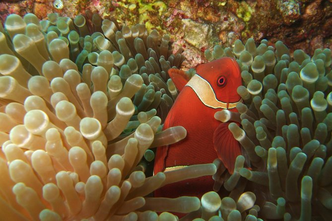 Amazing Snorkeling at Mun Island ( Group Tour ) - Exploring Mot Island