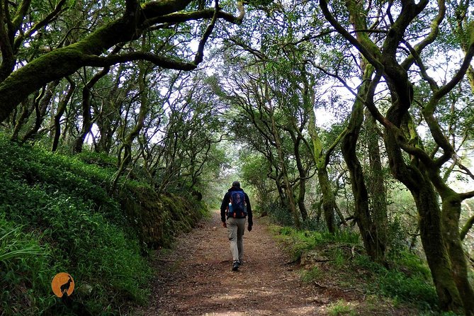 An Adventure Through the Forest and Palace of Bussaco - Coimbra - Traveler Reviews and Experiences