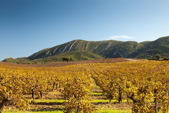 Arrabida Natural Park Full-Day Private Tour From Lisbon - Palacio Da Bacalhoa