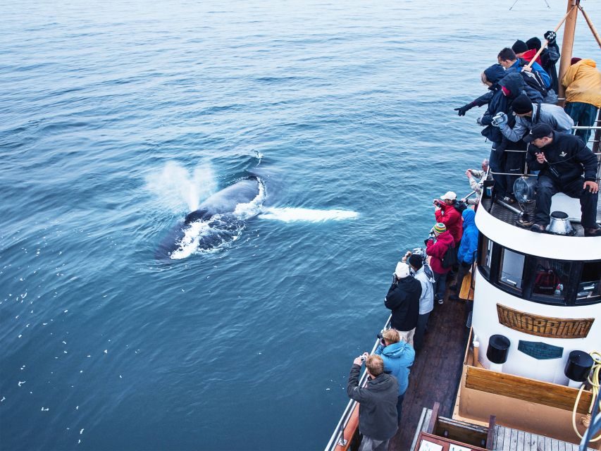 Árskógssandur: Whale-Watching Boat Trip - Tips for Whale Watching