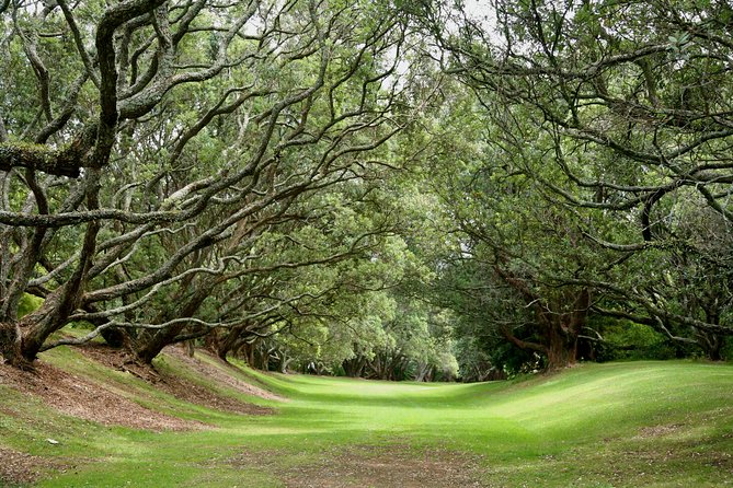 Auckland City & Native Forest Experience - Fully Guided Day Tour - Booking and Cancellation Policy