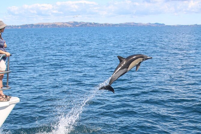 Auckland Dolphin and Whale Watching Eco-Safari Cruise - Accessibility Considerations