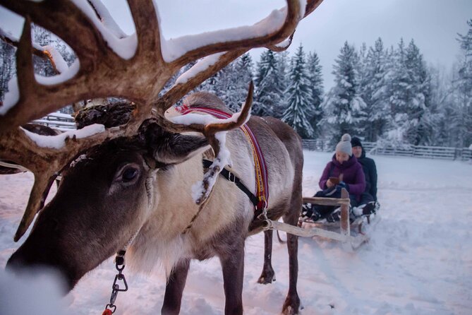 Authentic Reindeer Farm Experience in Rovaniemi - Tips for Your Trip