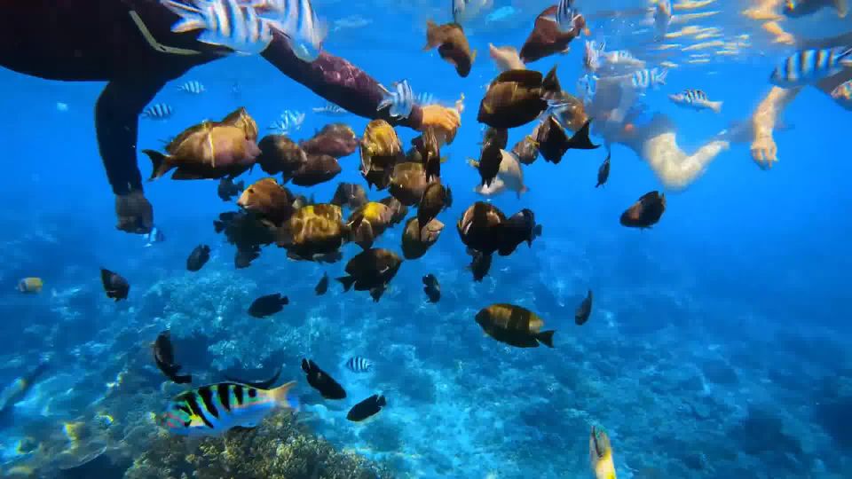 Bali: Private Snorkeling To Blue Lagoon And Tanjung Jepun - Booking and Payment