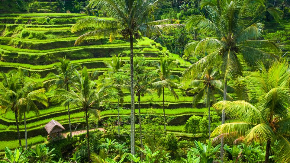 Bali: Ubud Rice Terraces, Monkey Forest & Waterfall Tour - Inclusions and Exclusions