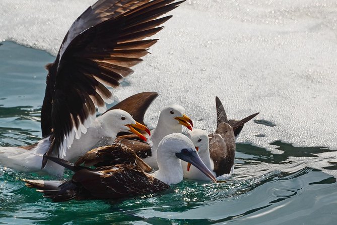 Ballestas Islands and Paracas Reserve From San Martin Port - Pricing and Inclusions
