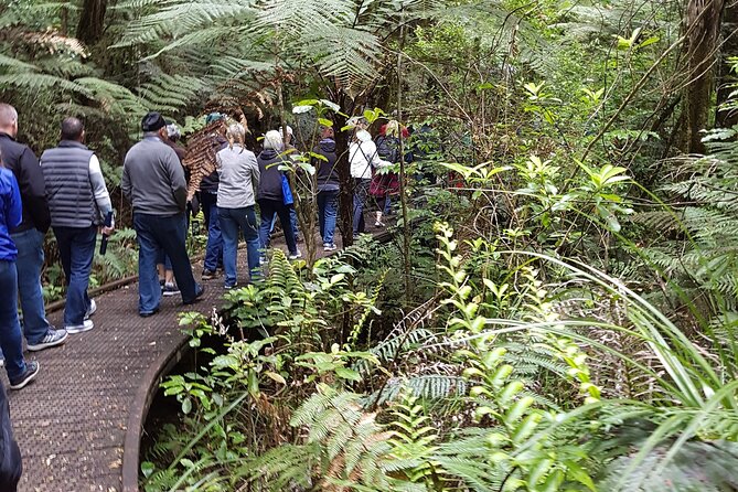 Bay of Islands Shore Excursion: Puketi Rainforest Guided Walk - Preparing for Your Adventure