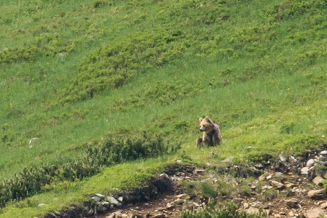 Bearwatching Hiking Day Tour in High Tatras From Poprad - Guest Reviews and Experiences