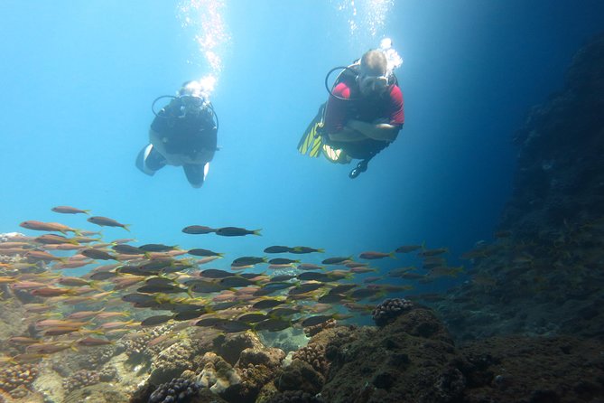 Beginner Scuba Dive in Lahaina (Swimming Ability Required) - Participant Reviews and Experiences