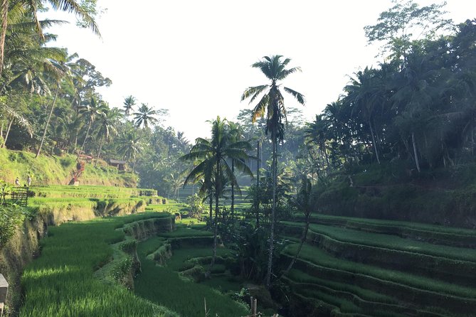 Best of Ubud Waterfalls, Tegalalang Rice Terrace and Swing Tour - Herbal Tea Tasting