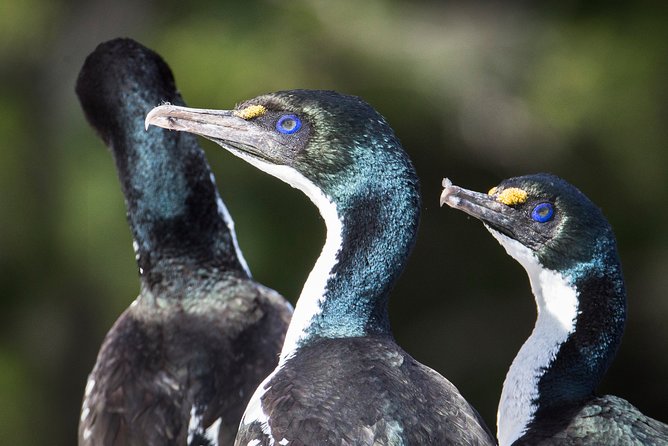 Bird Watching and Dolphin Eco-Tour From Picton - Tips for Participants