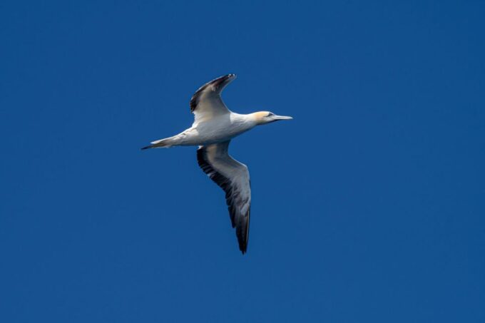 Bleik: Whale Watching by Speedboat With Puffins and Muffins - What to Expect on the Trip