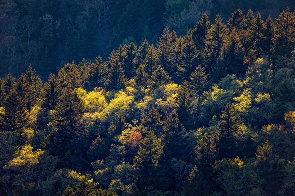 Blue Ridge Parkway: Cherokee to Asheville Driving App Tour - Waterfalls and Peaks