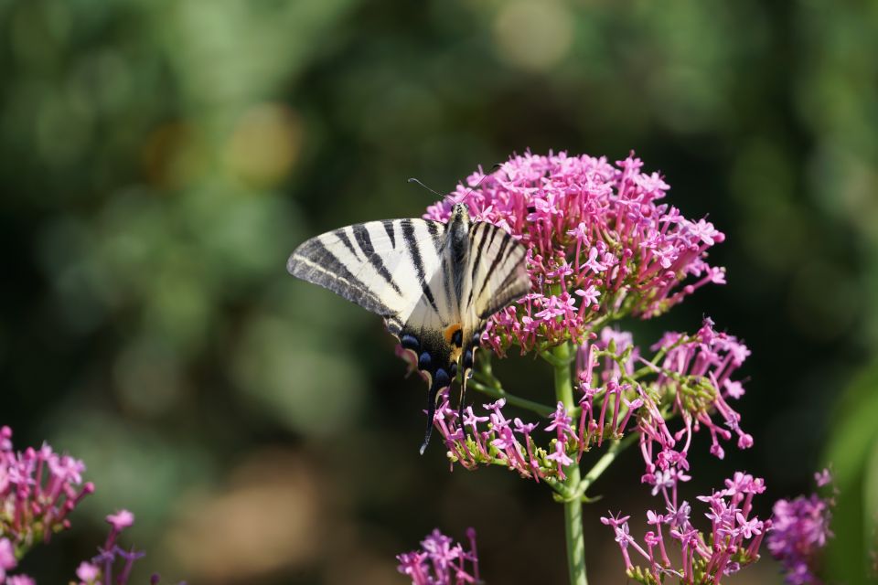 Boboli Gardens Skip-the-Line Tour - Stunning Views of Florence