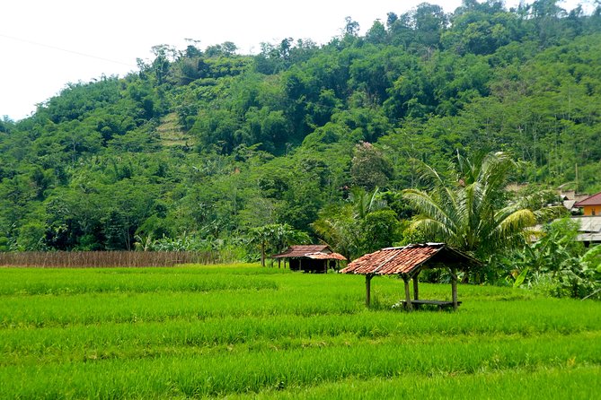 Bogor Botanical Garden, Waterfall, Mountain Springs & Rice Field - Additional Information